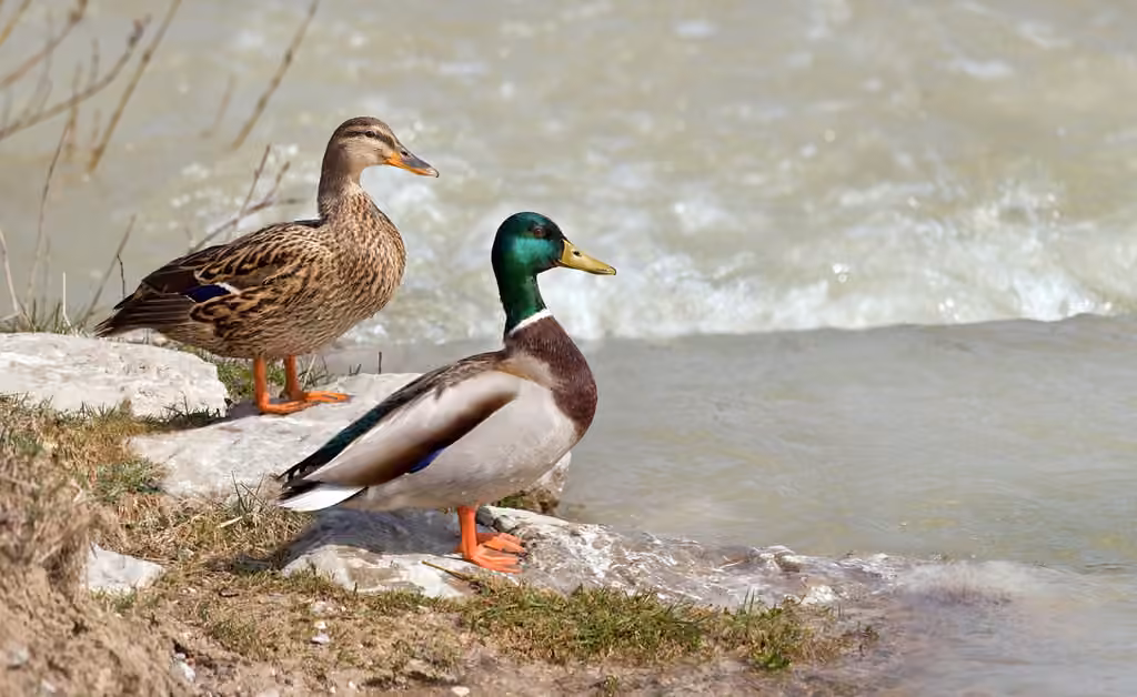 Canard colvert