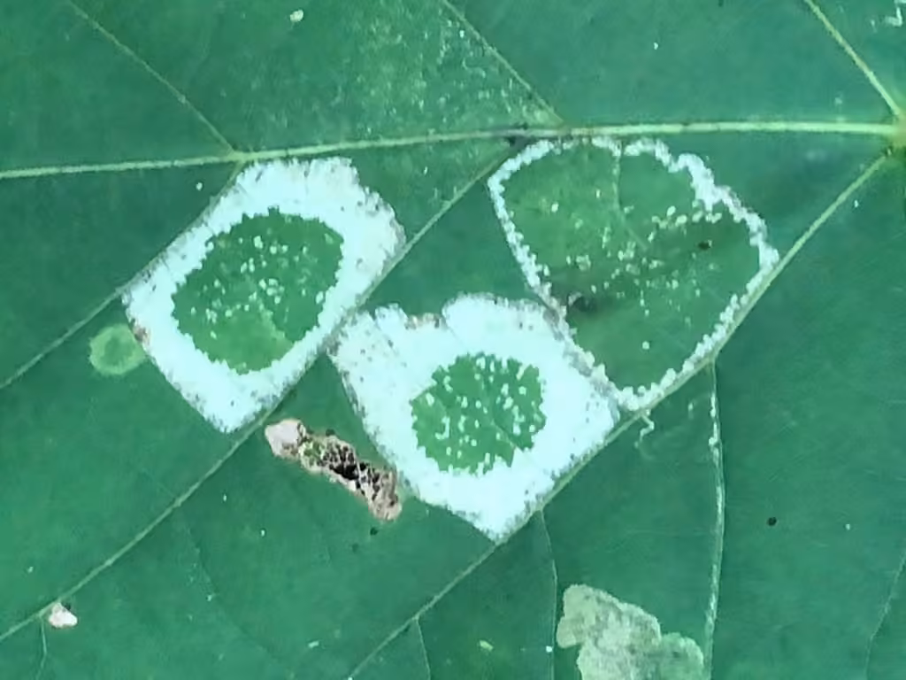 Basswood Miner Moth, photo 1 of 5