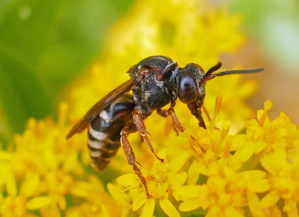 Notch-backed Cellophane-cuckoo Bee, Female