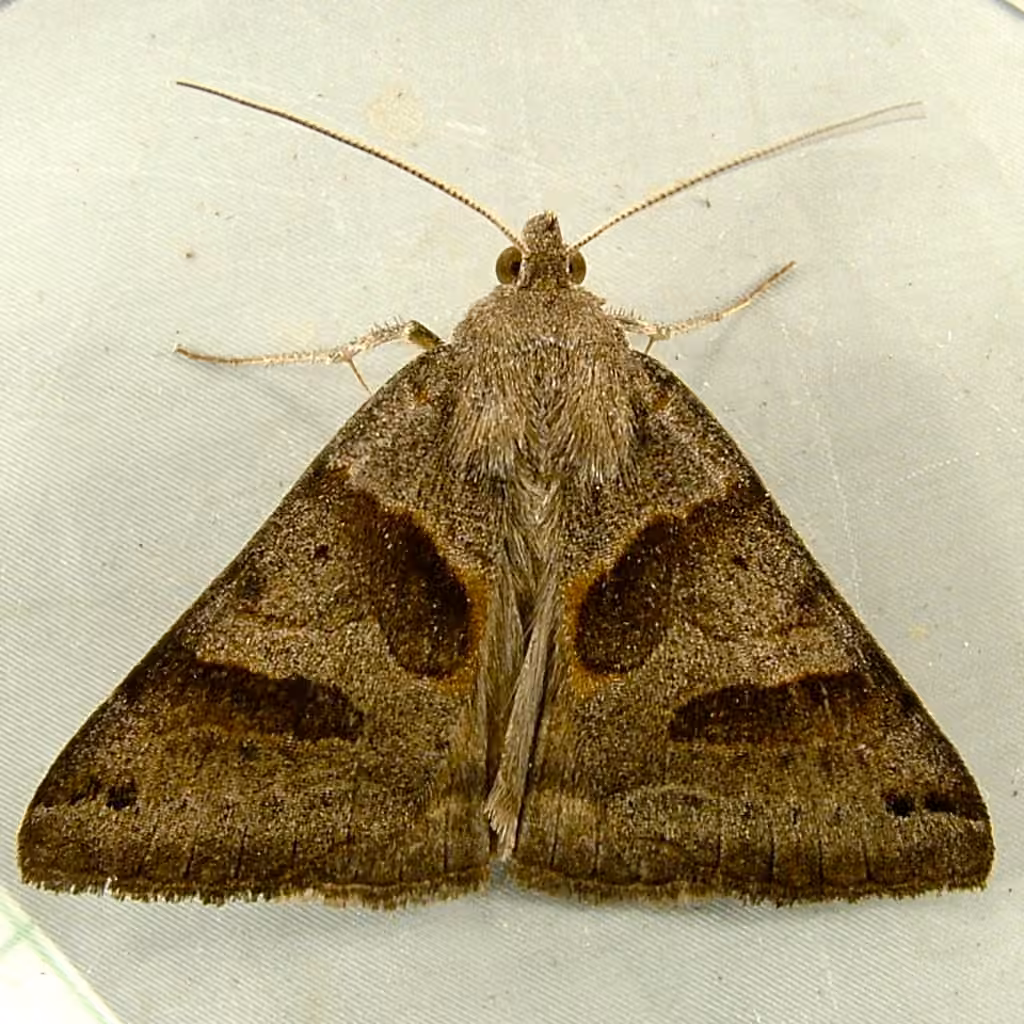 Forage Looper Moth, photo 1 sur 5