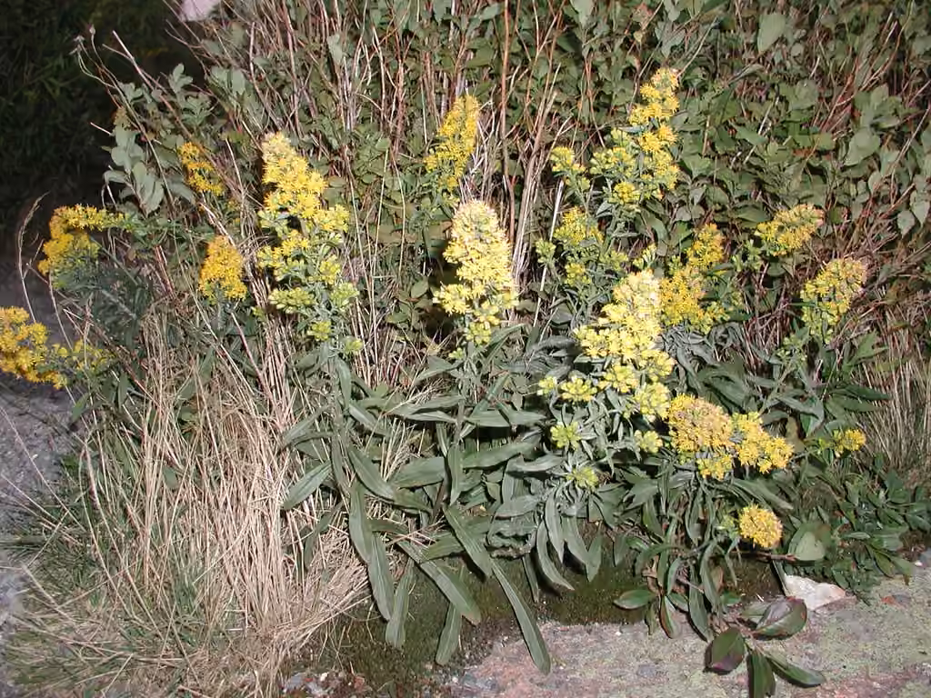 Serpentine goldenrod, In flower