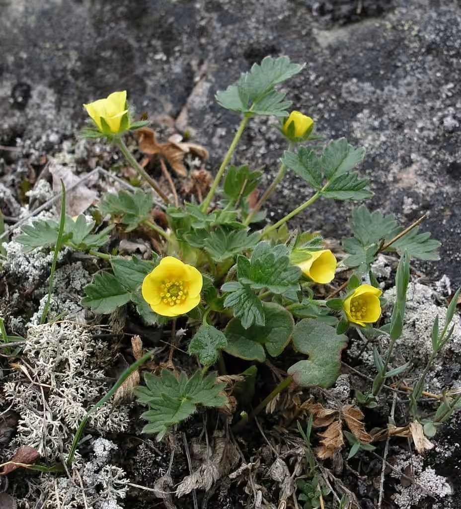 Arctic cinquefoil, In flower