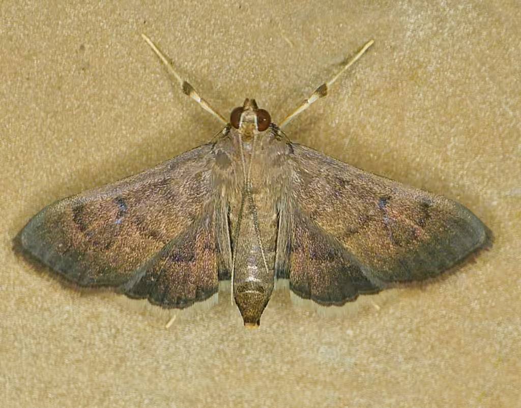 Eggplant Webworm Moth, Adulte