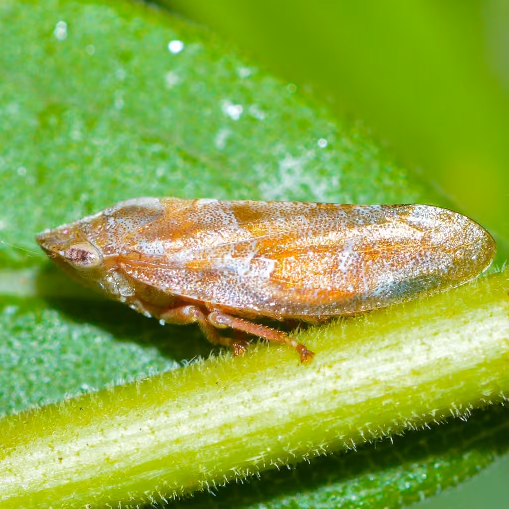 Saratoga Spittlebug