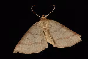 Balsam Metarranthis Moth
