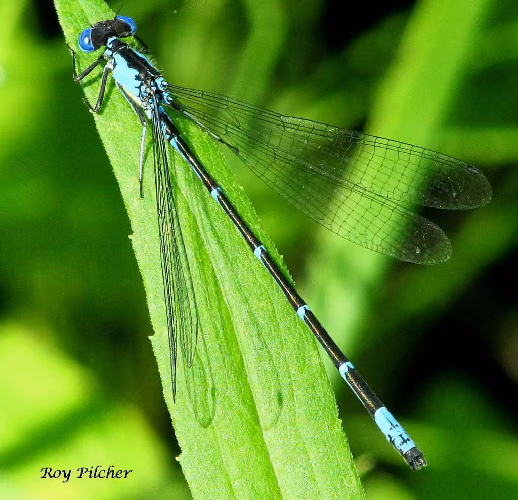 Agrion à Tache Jaune, photo 1 sur 5