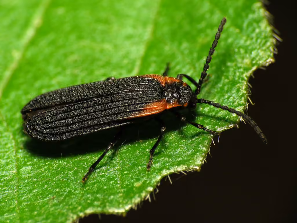 Caped net-winged beetle, photo 1 of 5
