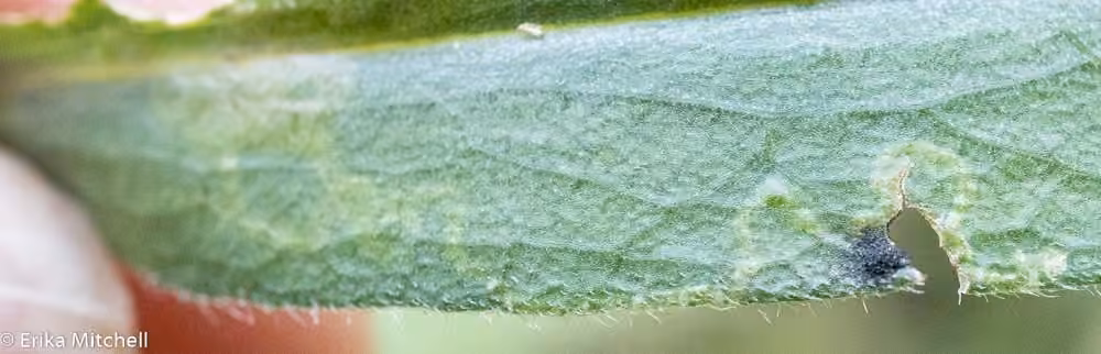 Aristaea pennsylvaniella, Leaf mine
