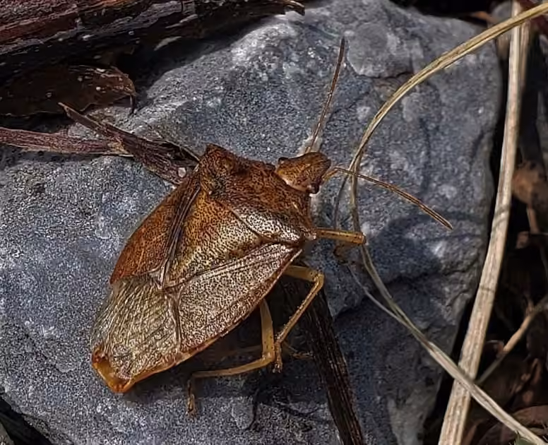 Brown Stink Bug, Mâle