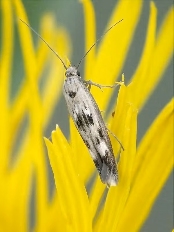 Chenopodium Scythris Moth, photo 3 sur 5