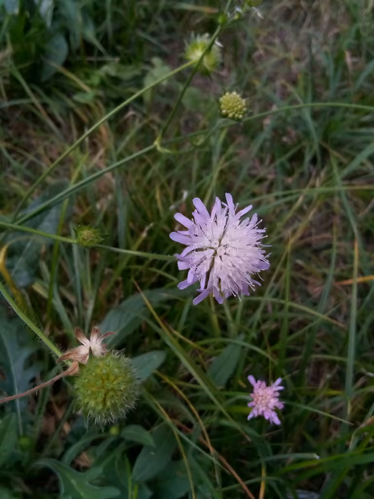 Field scabious, In fruit