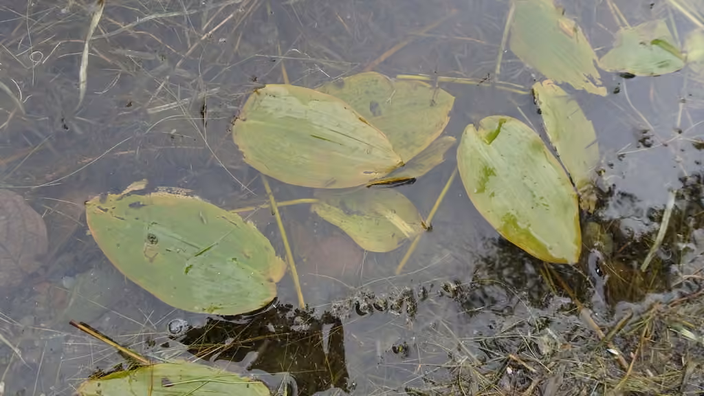 Potamot flottant, Sans fleurs ni fruits