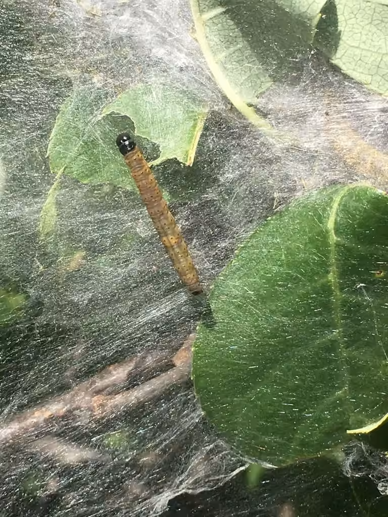 Ugly-nest Caterpillar Moth, Caterpillar