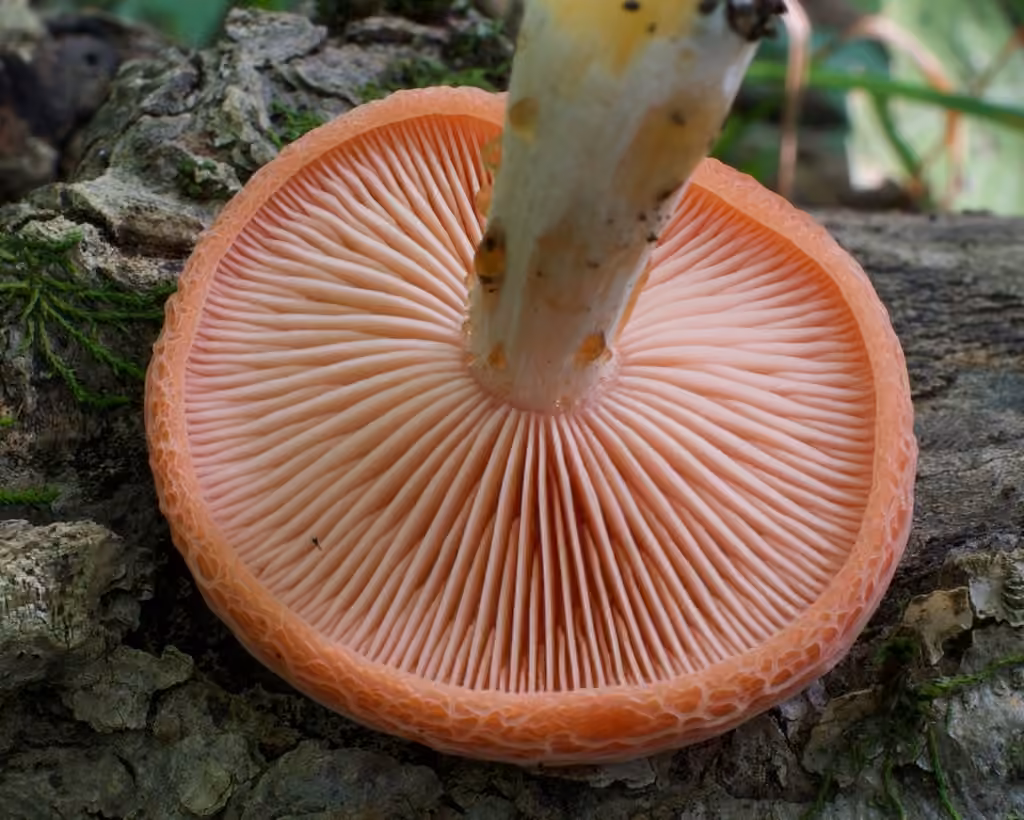 Rhodotus réticulé, photo 2 sur 5