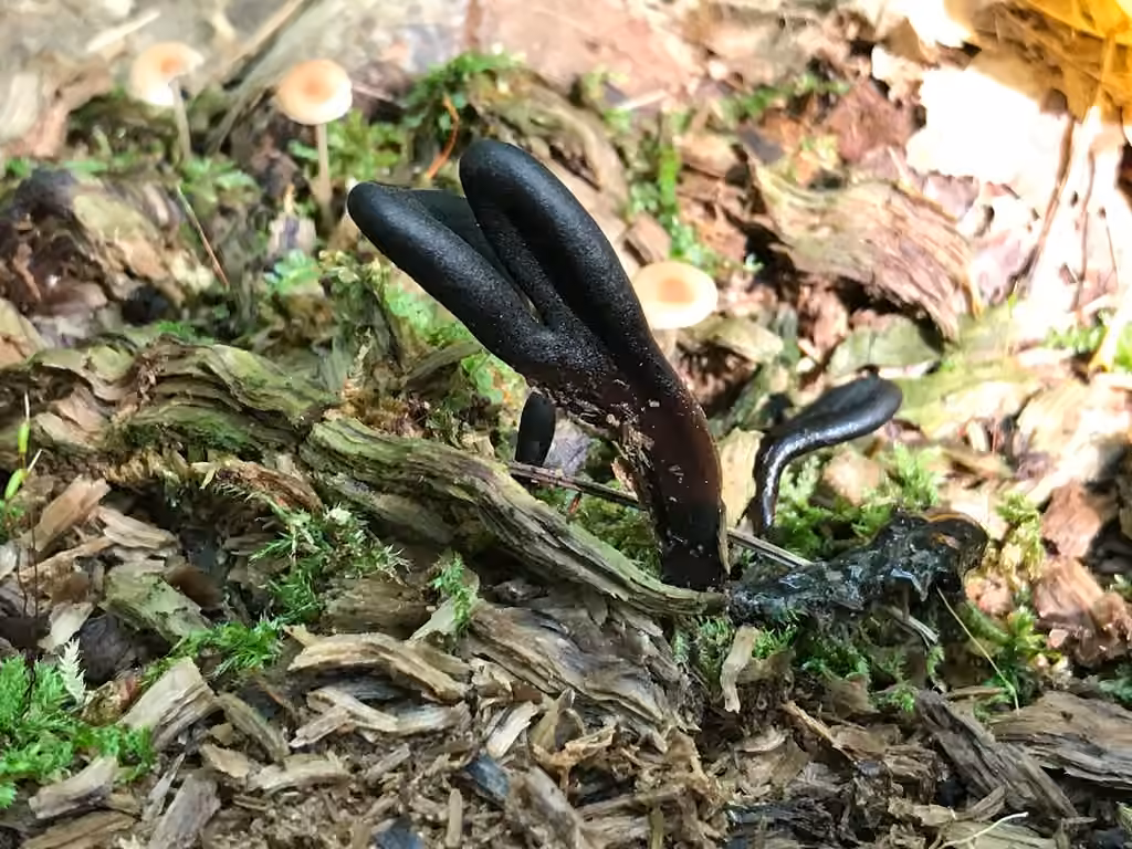 Glutinoglossum heptaseptatum, photo 2 sur 5