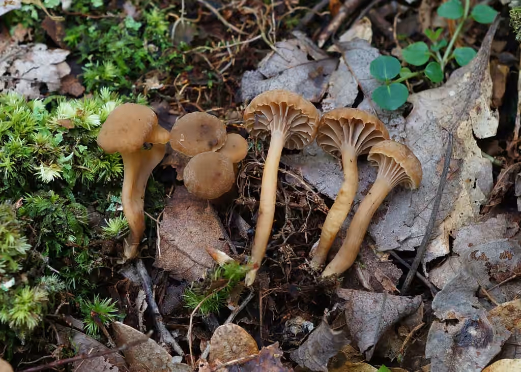 Dark fanvault, photo 1 of 5