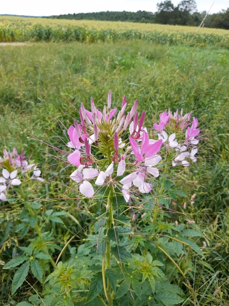 Cléome de Houtte, En fleurs