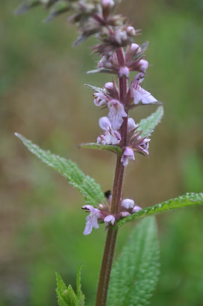 Épiaire hispide, photo 1 sur 5