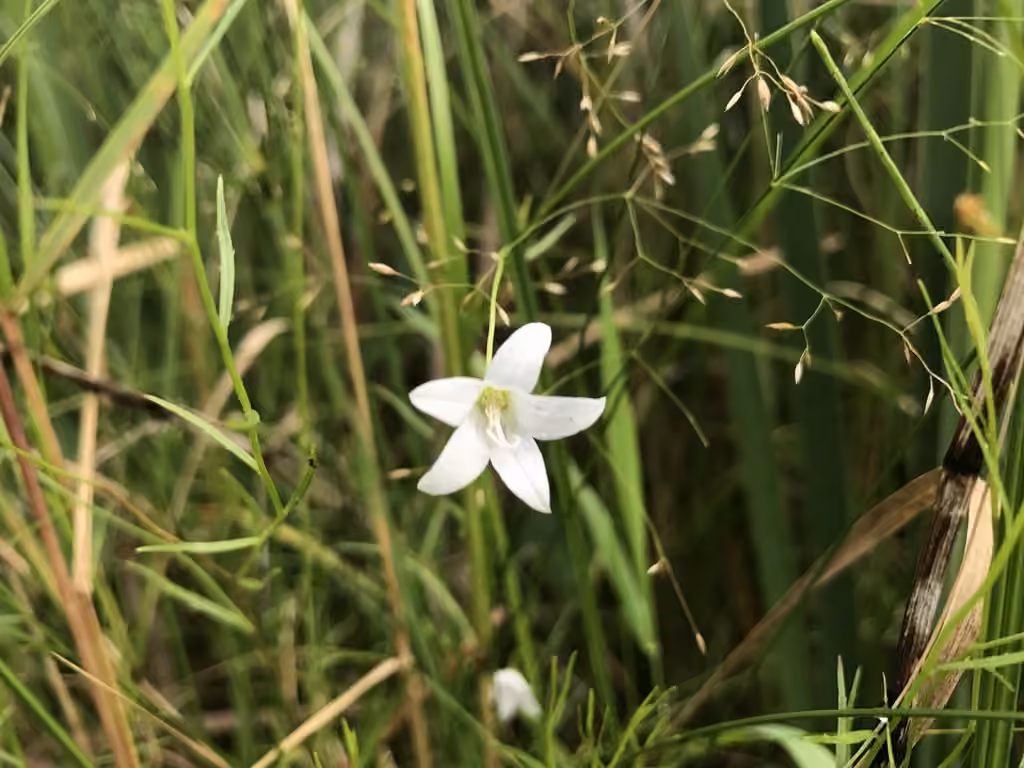 Campanule faux-gaillet, En fleurs