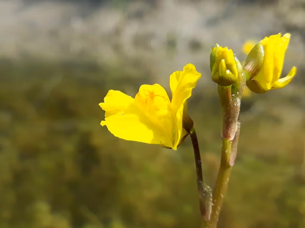 Utriculaire à longues racines, En boutons
