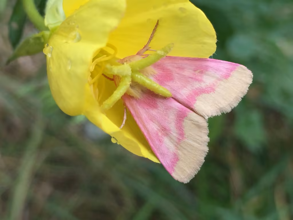 Primrose Moth, photo 3 sur 5