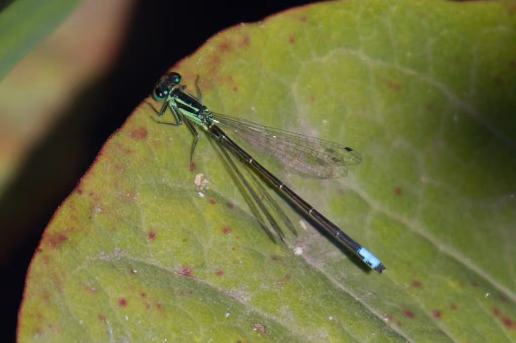 Agrion Vertical, photo 1 sur 5