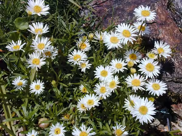 Vergerette à feuilles d'hysope
