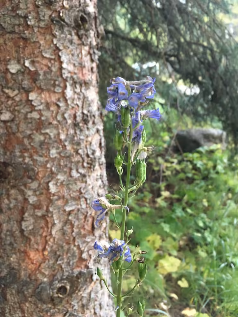 Garden Delphinium, En fruits