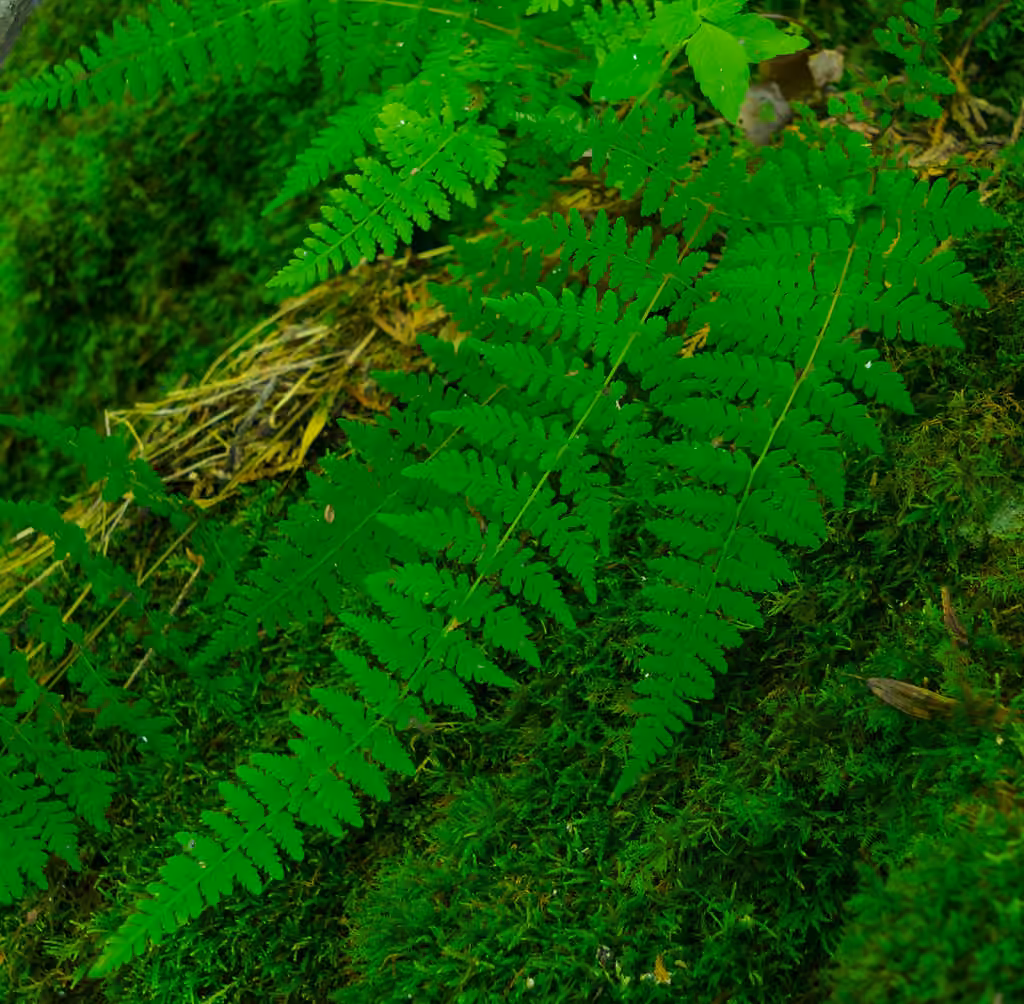 Cystoptère bulbifère