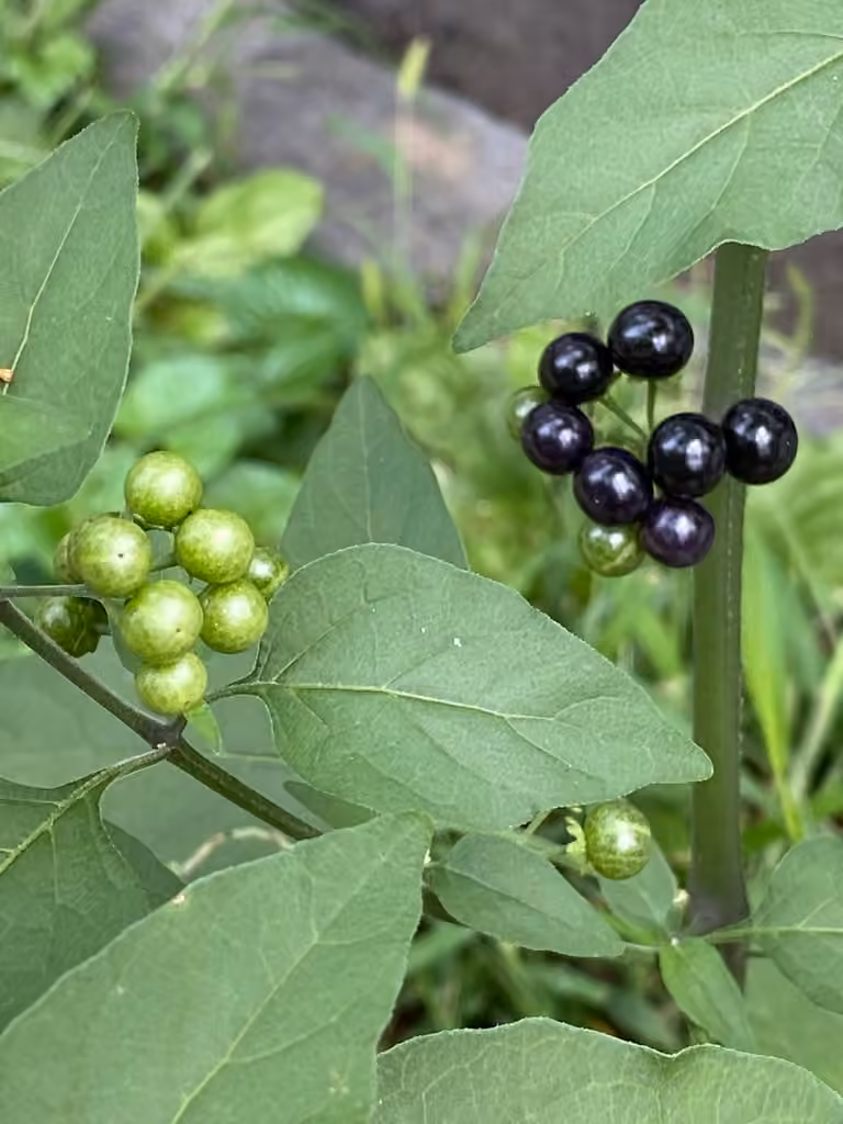 American black nightshade, photo 3 of 5