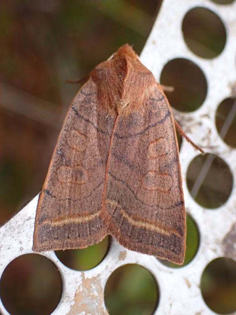 Pointed Sallow