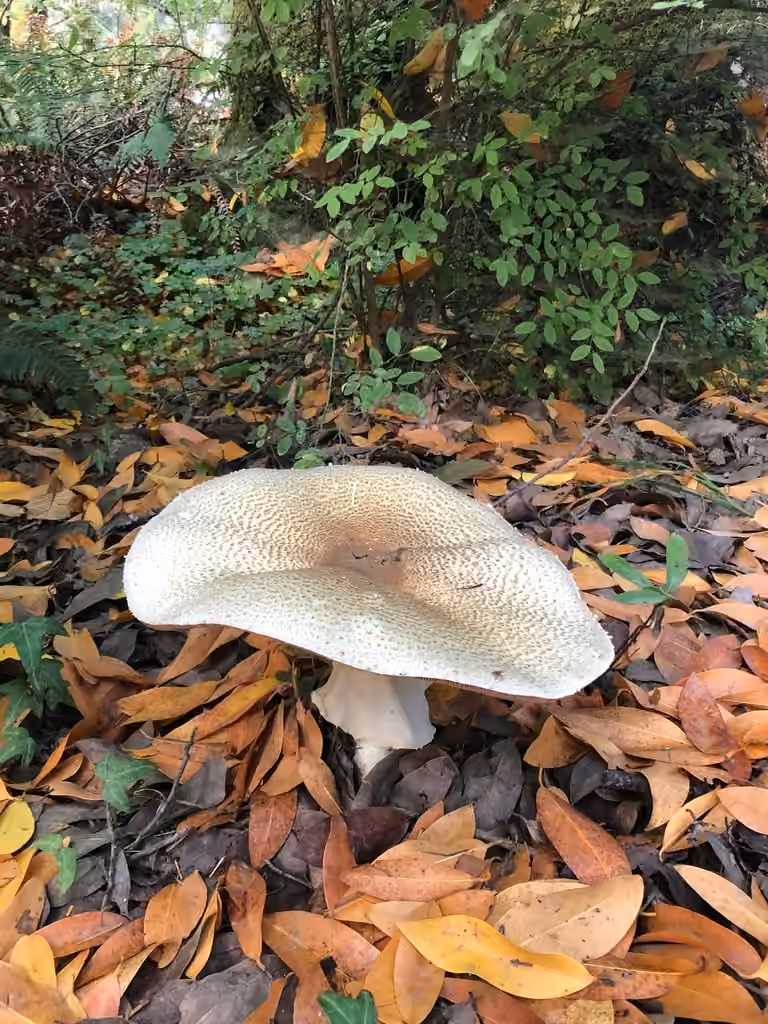 Agaric auguste, photo 2 sur 5