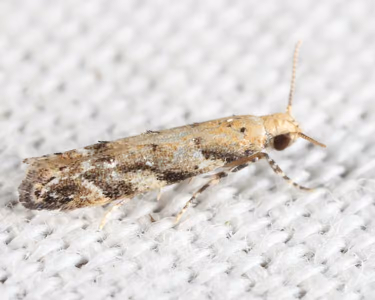 Conifer Needleminer, Adulte