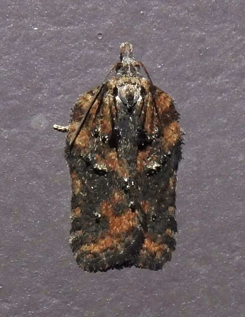 Multiform Leafroller Moth, Mâle