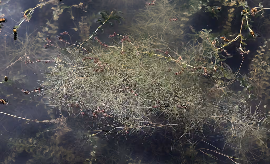 Sago pondweed, In fruit