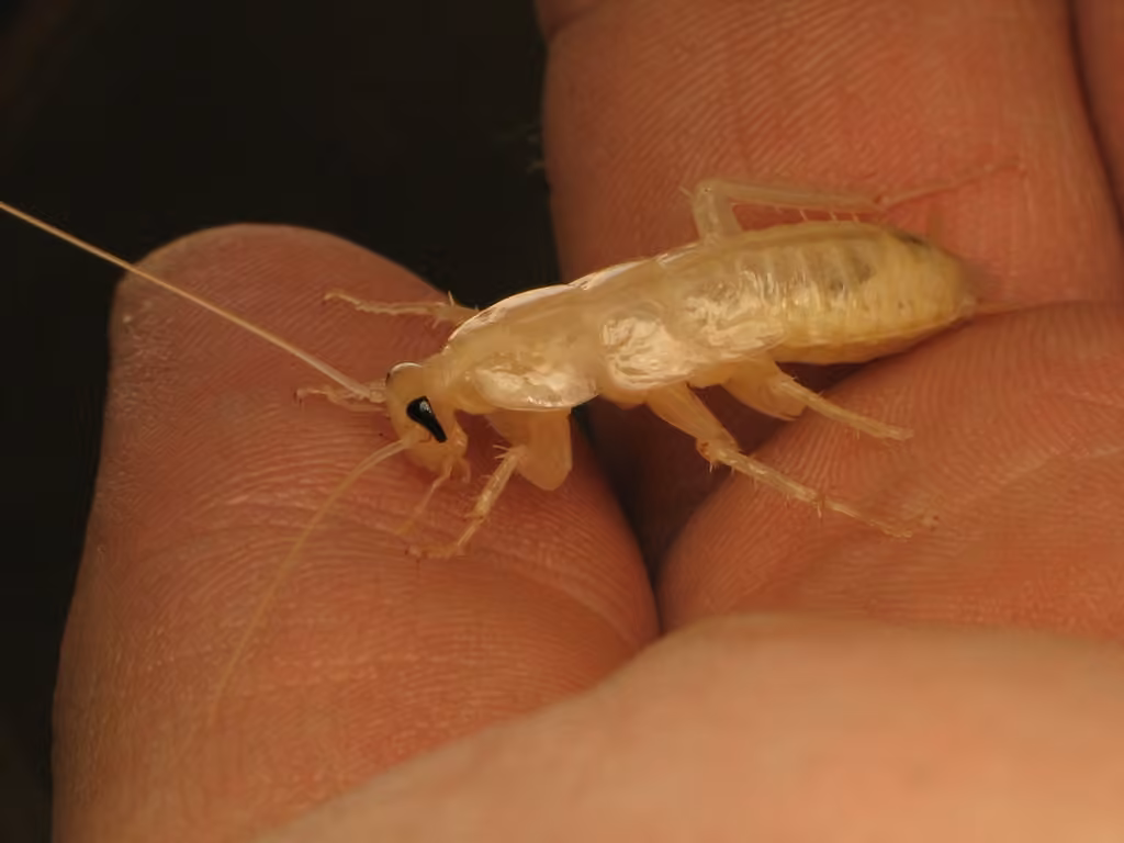 Blatte américaine, photo 3 sur 5