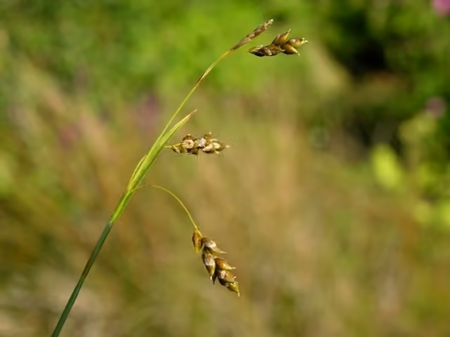 Hair sedge, photo 1 of 5