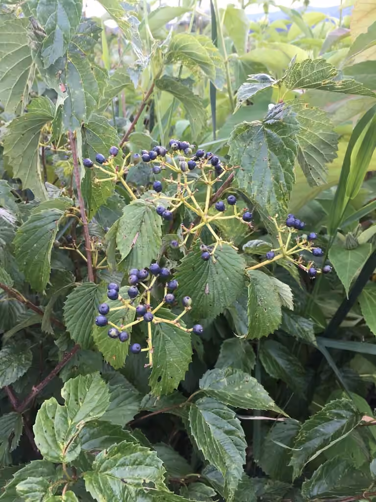 Viorne dentée, En fruits