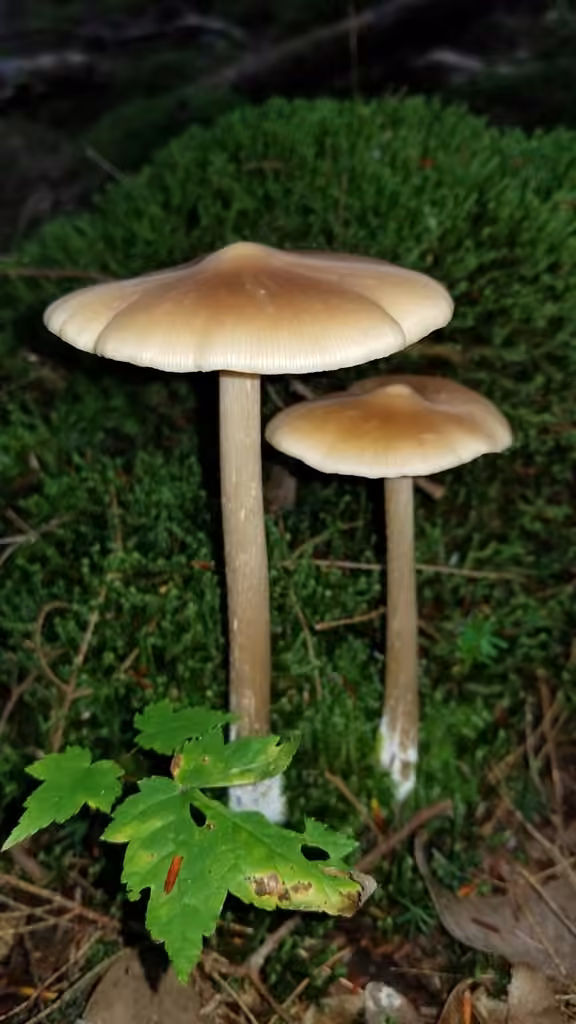 Entolome étroit