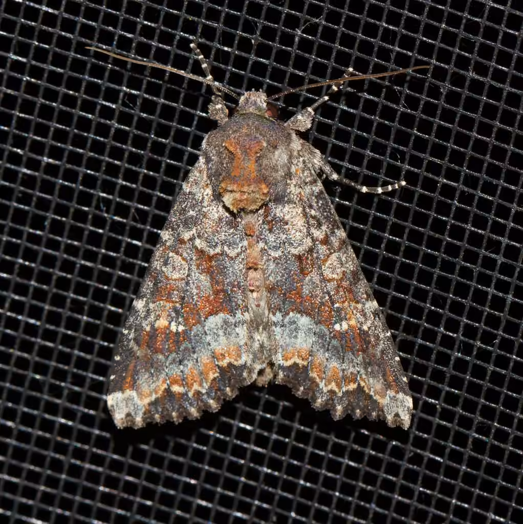 Yellow-headed Cutworm Moth, Adult