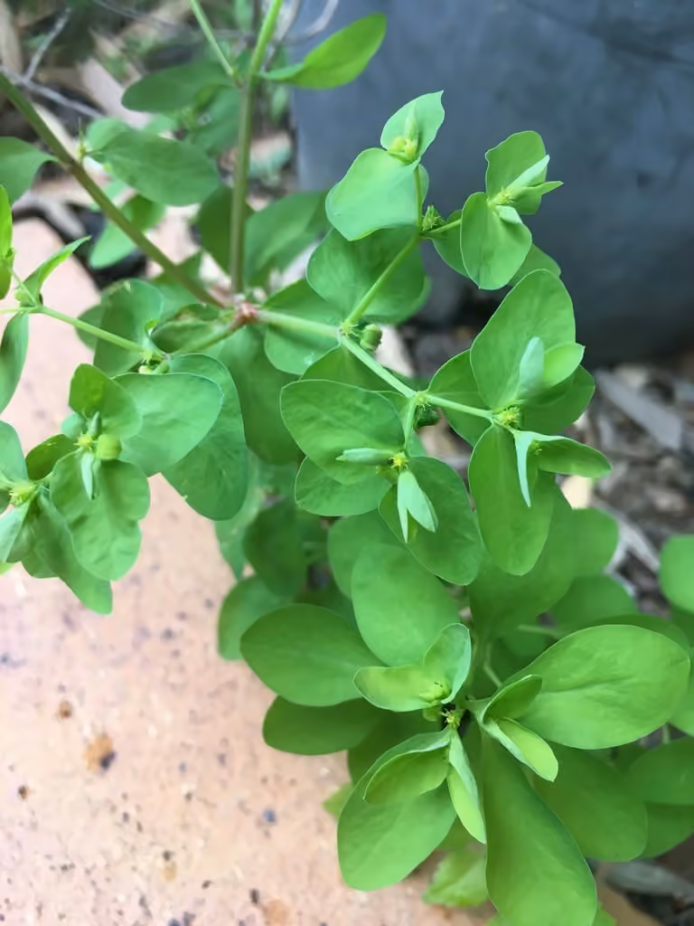 Petty spurge, In flower