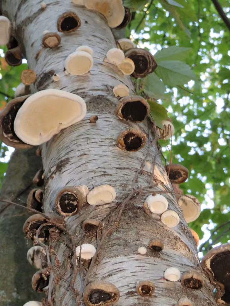 Polypore du bouleau, photo 2 sur 5