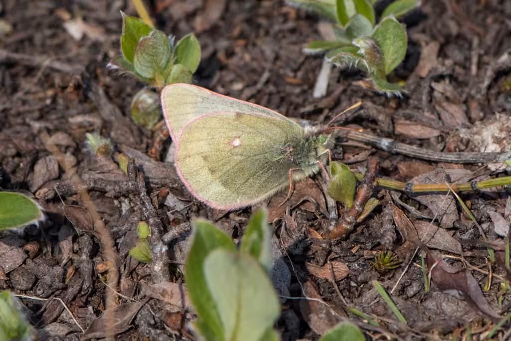 Labrador Sulphur, Adult