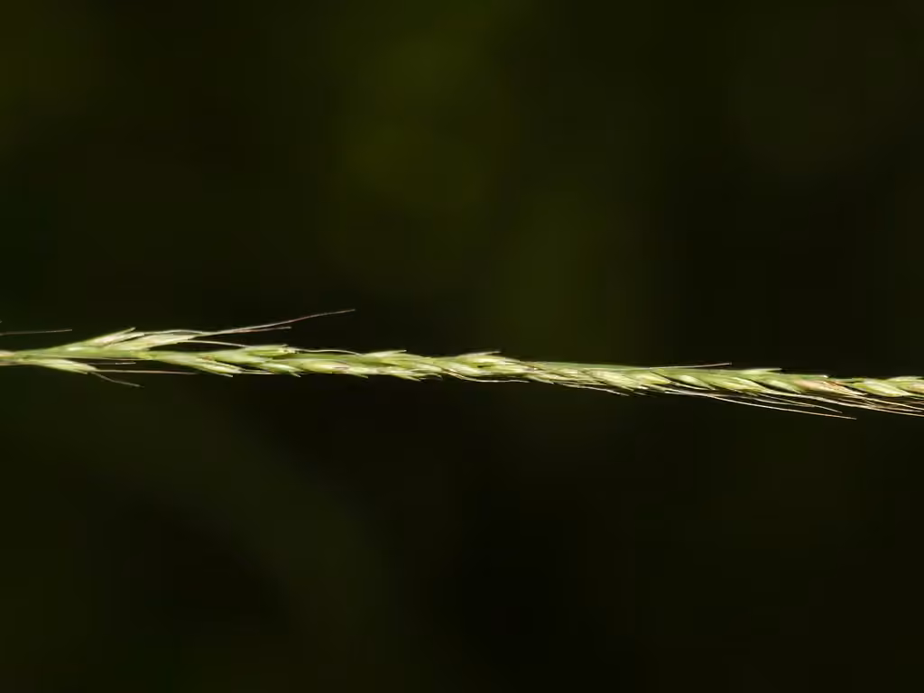 Forest muhly, photo 3 of 5