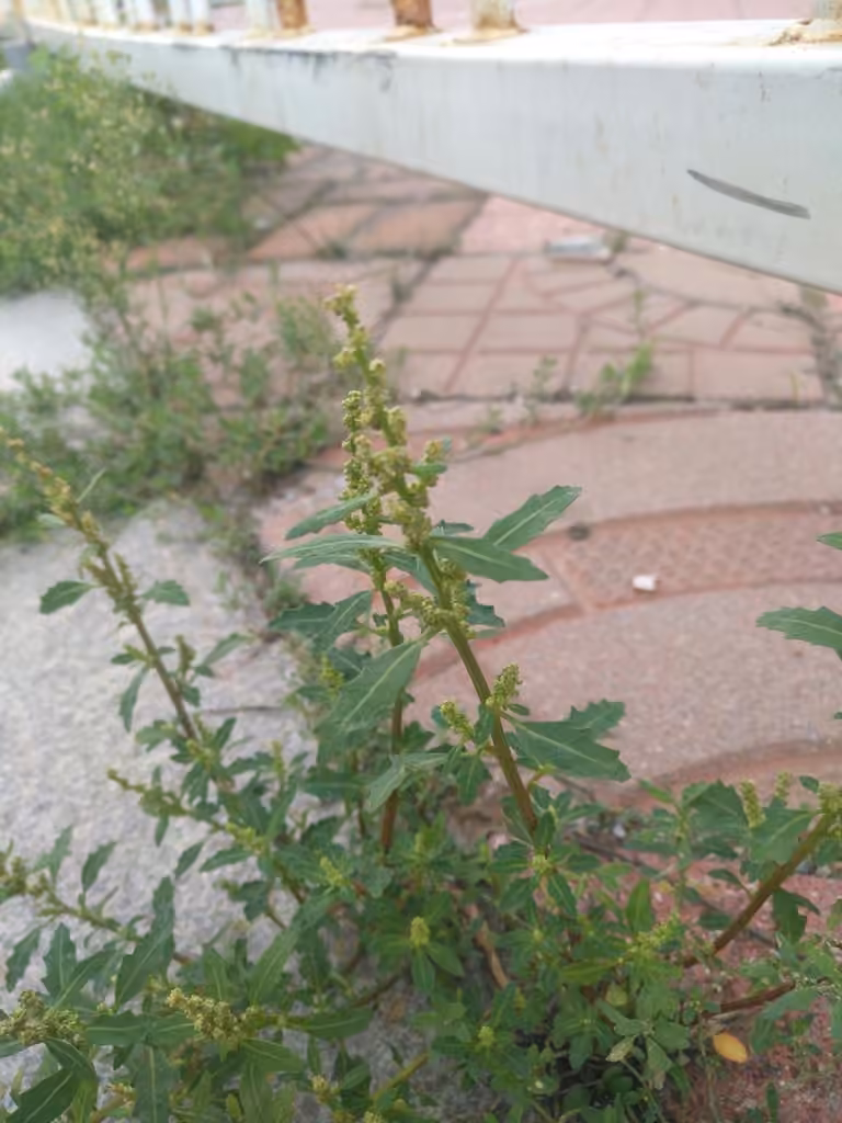 Chénopode glauque, En fleurs