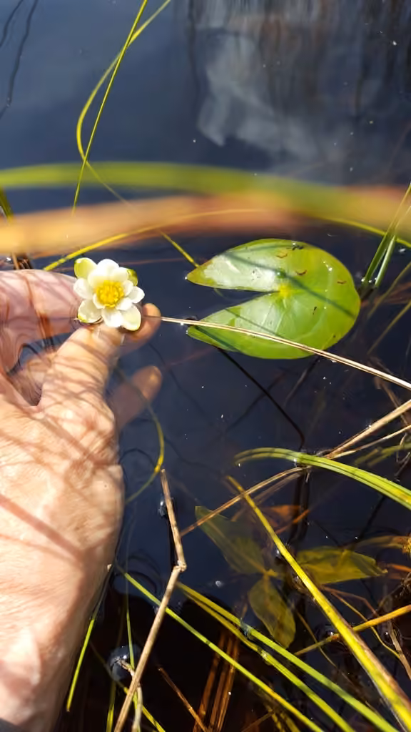 Nymphéa de Leiberg, En fleurs