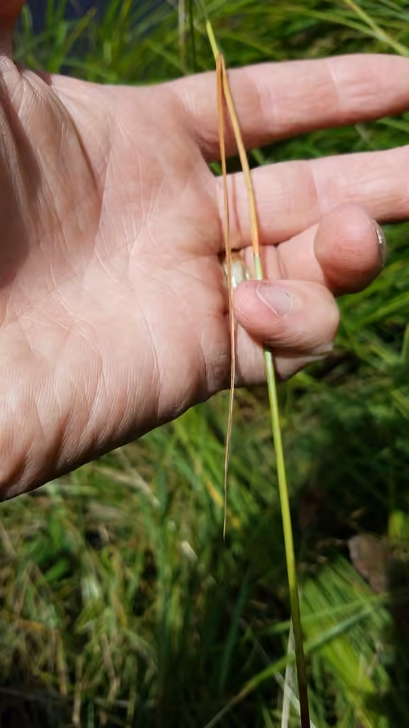 Linaigrette ténue, photo 3 sur 5