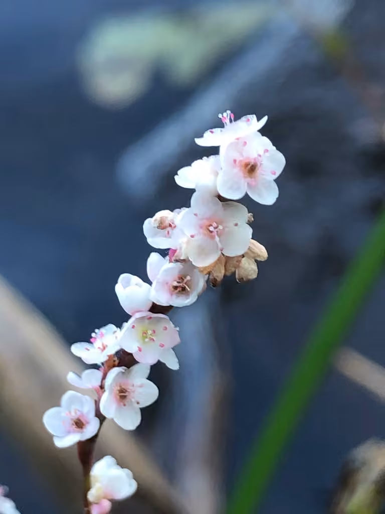 Renouée faux-poivre-d'eau, En fleurs