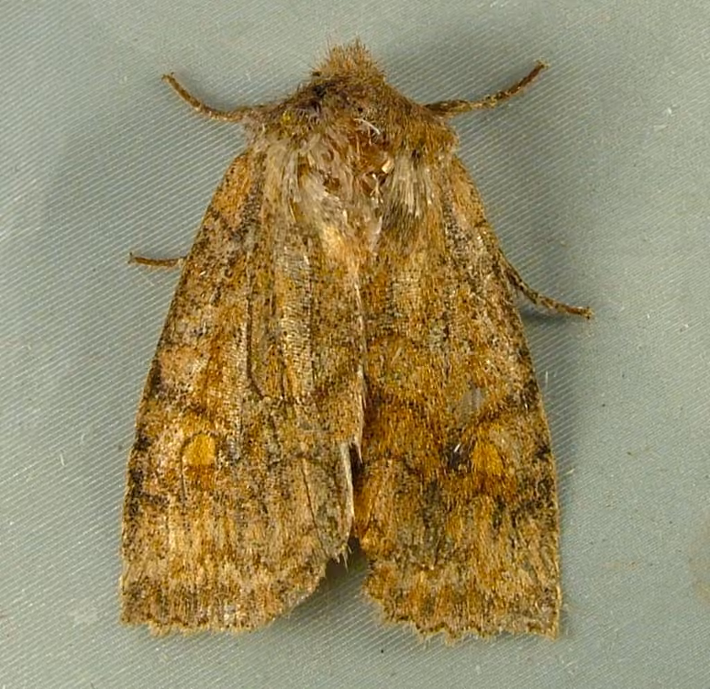 Chenille veloutée, photo 2 sur 5