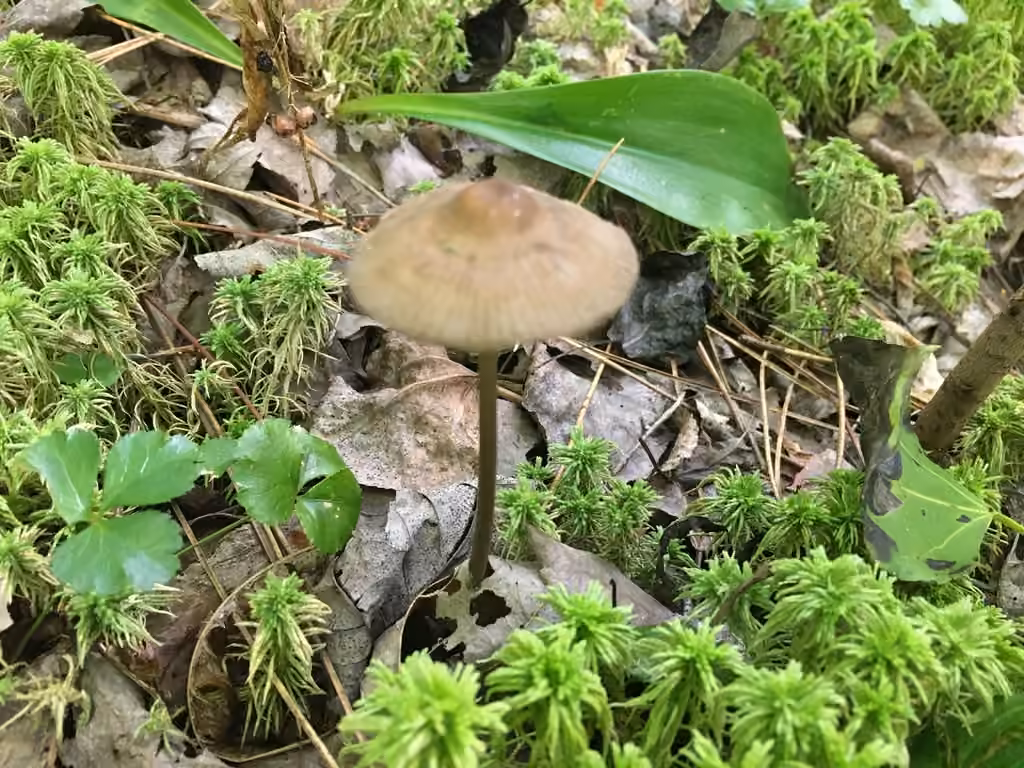 Mycène à grandes spores, photo 3 sur 5
